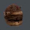 Pumkin